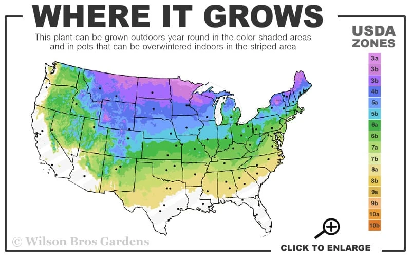 Summer Wine Ninebark (Physocarpus) - 3 Gallon Pot - Image 3
