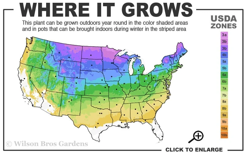 Hula Dancer Coneflower (Echinacea Pallida) - 1 Gallon Pot - Image 3