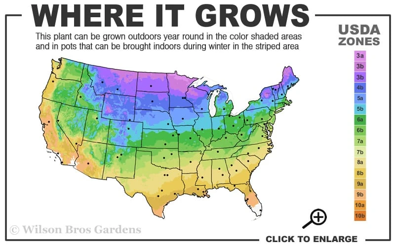 Blue Chip Juniper Tree Form Topiary - 3 Gallon Pot - Image 3