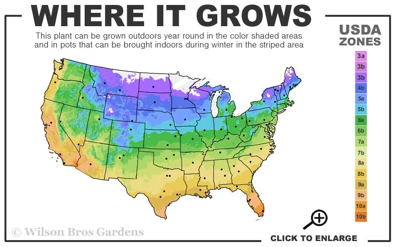 Warsaw Nike Clematis - 1 Gallon Pot - Image 3