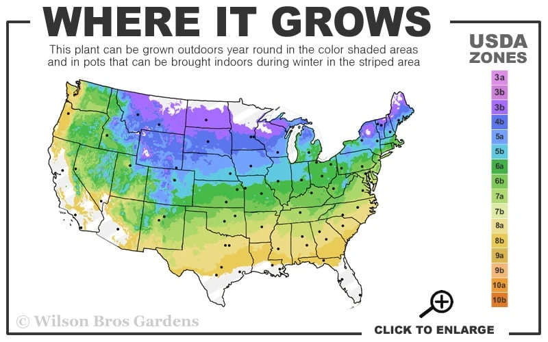 Red Mulberry Tree (Morus Rubra) - 1 Gallon Pot - Image 3