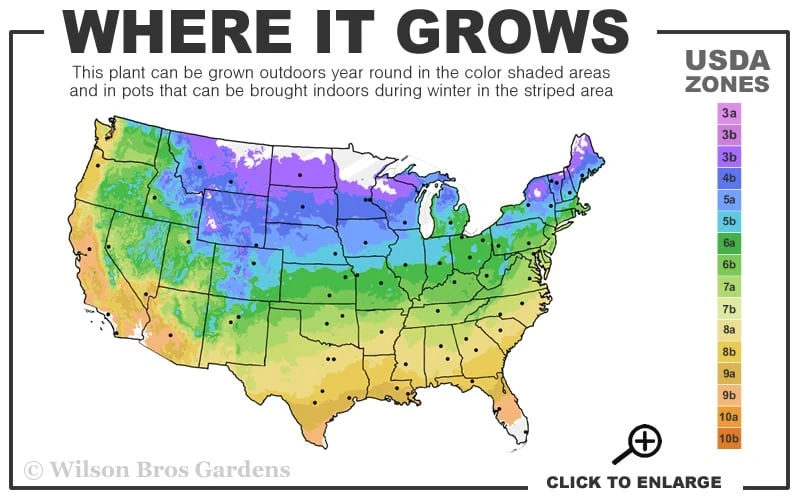 Venosa Violacea Clematis - 1 Gallon Pot - Image 3