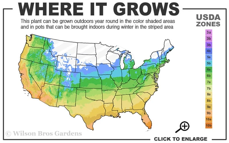 Hardy Ageratum (Blue Mistflower) - 5 Pack Of Quart Pots - Image 3