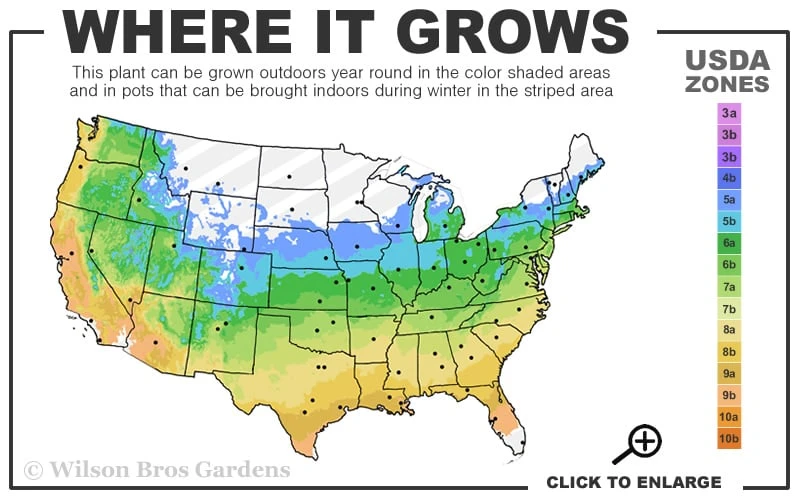 Rainbow Leucothoe (Drooping Fetterbush) - Leucothoe Fontanesiana - 6 Pack Of 1 Gallon Pots - Image 3