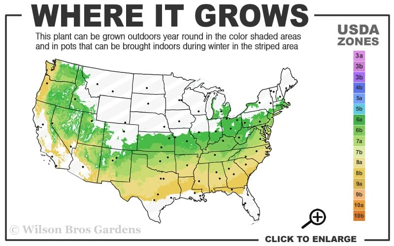 Jack Melton Oconee Red Native Azalea - 3 Gallon Pot - Image 3