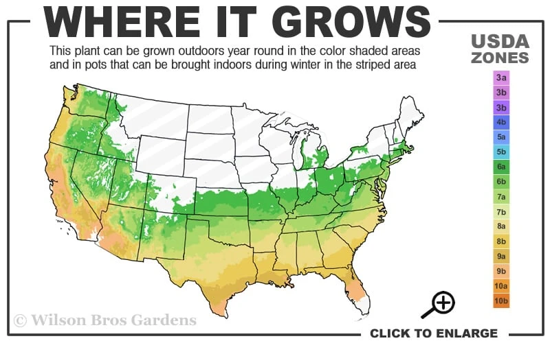Nathan Bedford Forrest Native Azalea (Rhododendron) - 1 Gallon Pot - Image 3