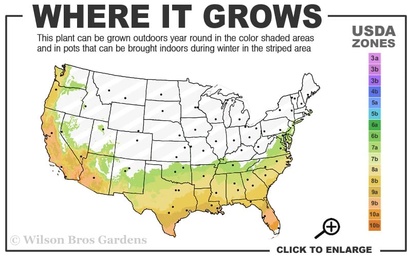 Black And Blue Salvia (Blue Anise Sage) - Salvia Guaranitica - 7.5" Pot - Image 3