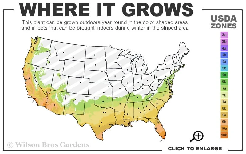 Ravenna Hardy Pampas Grass - 1 Gallon Pot - Image 3