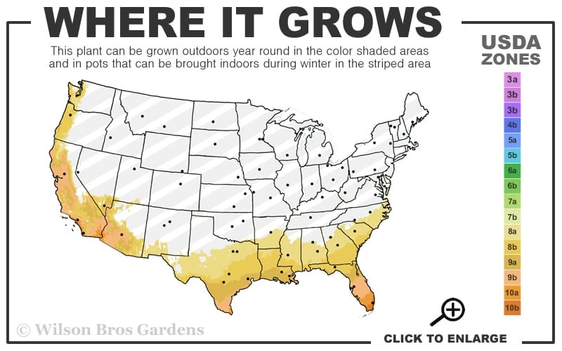 EnduraScape White Verbena - 10 Pack Of Pint Pots - Image 3