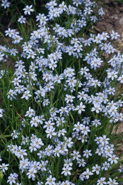 Suwannee Blue-Eyed Grass - 6 Pack Of 1 Gallon Pots - Image 4