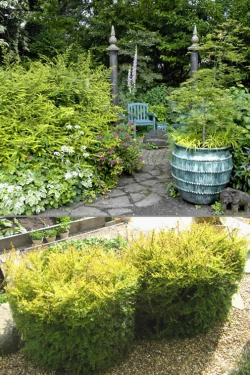 Baggesens Gold Box Leaf Honeysuckle - Quart Pot - Image 4