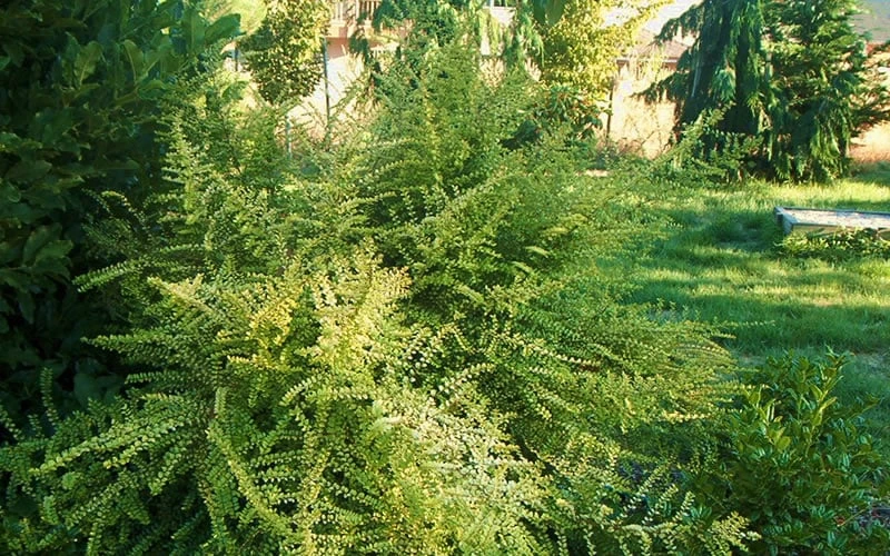 Baggesens Gold Box Leaf Honeysuckle - Quart Pot - Image 6