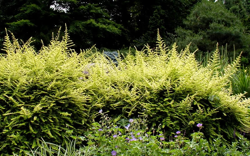 Baggesens Gold Box Leaf Honeysuckle - Quart Pot - Image 7