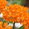 Orange Butterfly Milkweed (Asclepias Tuberosa) - 2.5 Quart Pot