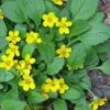 Chrysogonum Green And Gold (Goldenstar) - 6 Pack Of Pint Pots