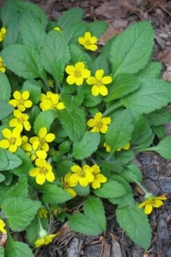 Chrysogonum Green And Gold (Goldenstar) - 6 Pack Of Pint Pots