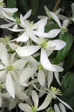 Snowdrift Evergreen Clematis Armandii - 5 Gallon Pot