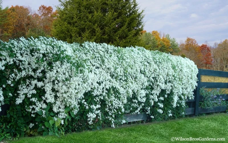 Sweet Autumn Clematis - 1 Gallon Pot - Image 6