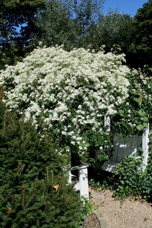 Sweet Autumn Clematis - 1 Gallon Pot - Image 9