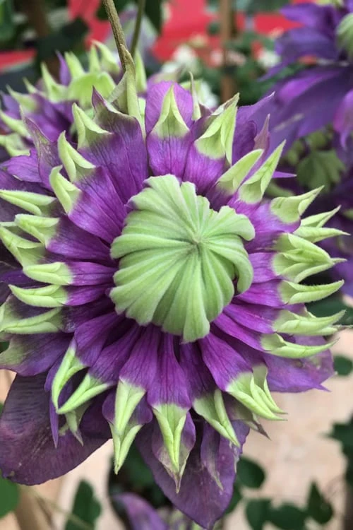 Taiga Clematis - 1 Gallon Pot - Image 6