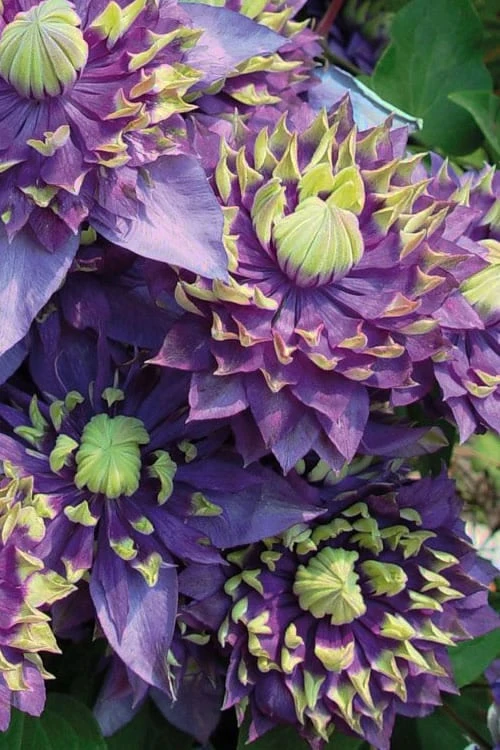Taiga Clematis - 1 Gallon Pot - Image 5