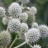 Rattlesnake Master (Eryngium Yuccifolium) - 1 Gallon Pot