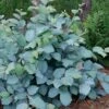 Blue Shadow Fothergilla - 3 Gallon Pot