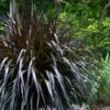 Princess Caroline Purple Fountain Grass (Pennisetum) - 1 Gallon Pot