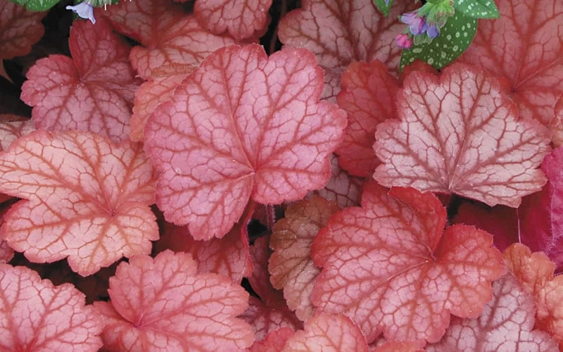 Georgia Peach Heuchera (Coral Bells) - 1 Gallon Pot - Image 6