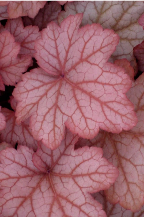 Georgia Peach Heuchera (Coral Bells) - 1 Gallon Pot - Image 4