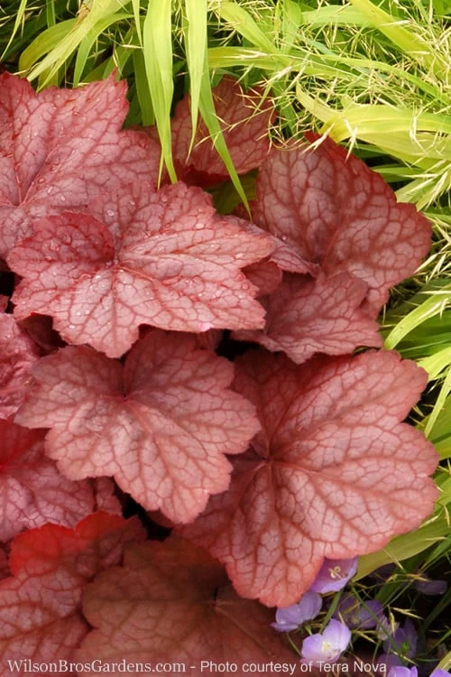 Georgia Peach Heuchera (Coral Bells) - 1 Gallon Pot