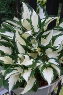Fire & Ice Hosta Lily - 6 Pack Of 1 Gallon Pots