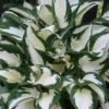 Fire & Ice Hosta Lily - 1 Gallon Pot