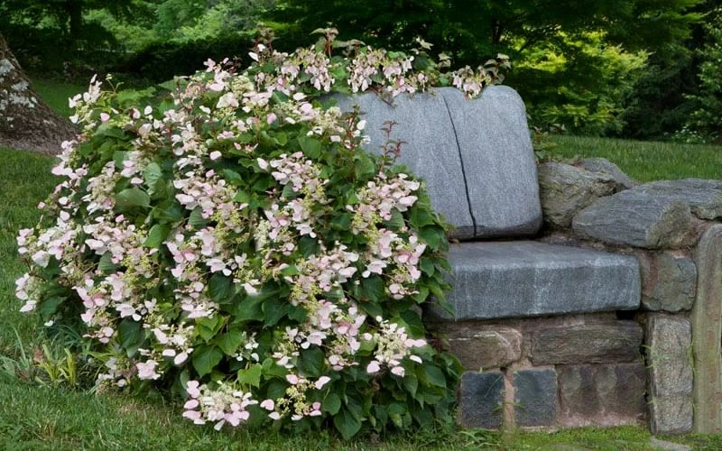 Roseum Pink Climbing Hydrangea - Schizophragma Hydrangeoides - 3 Gallon Pot - Image 5