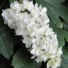 Snowflake Oakleaf Hydrangea - 2 Gallon Pot