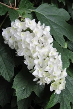 Snowflake Oakleaf Hydrangea - 2 Gallon Pot