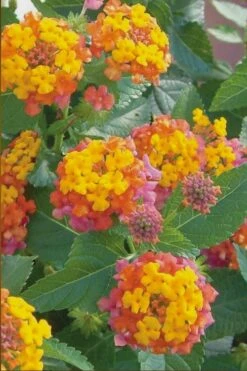 Miss Huff Hardy Lantana - 6 Pack Of 1 Gallon Pots