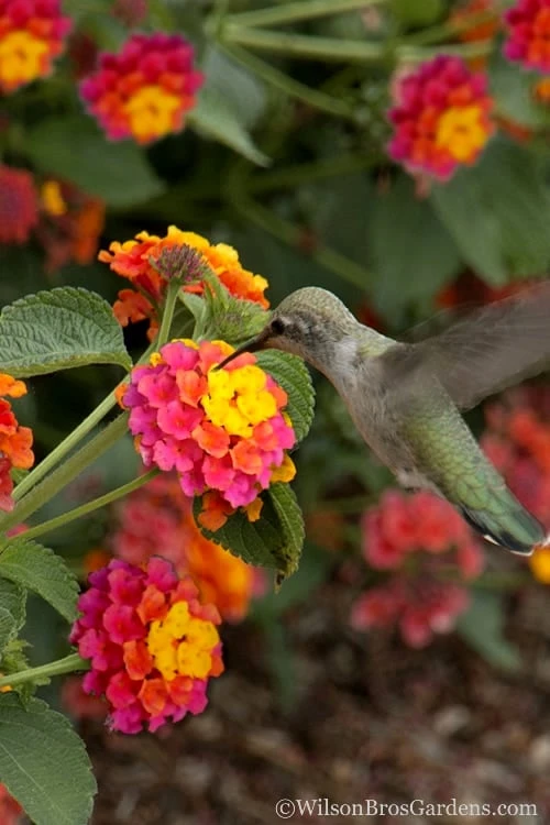Sonset Hardy Lantana