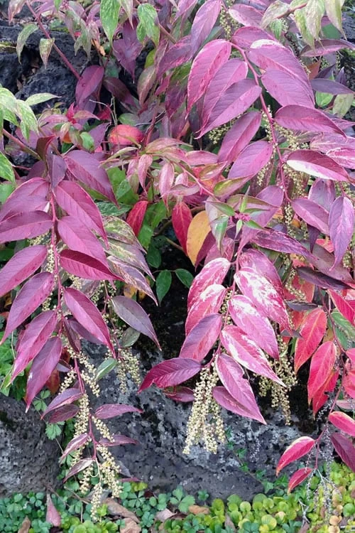 Rainbow Leucothoe (Drooping Fetterbush) - Leucothoe Fontanesiana - 6 Pack Of 1 Gallon Pots - Image 5