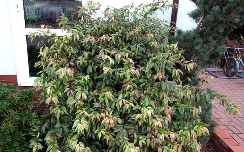 Rainbow Leucothoe (Drooping Fetterbush) - Leucothoe Fontanesiana - 6 Pack Of 1 Gallon Pots - Image 8