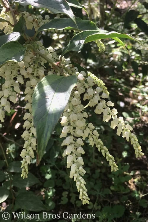 Rainbow Leucothoe (Drooping Fetterbush) - Leucothoe Fontanesiana - 6 Pack Of 1 Gallon Pots - Image 6