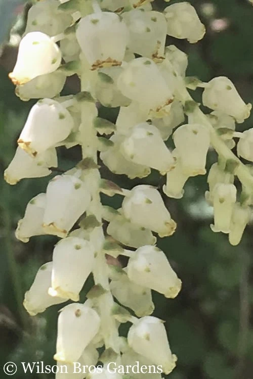 Rainbow Leucothoe (Drooping Fetterbush) - Leucothoe Fontanesiana - 6 Pack Of 1 Gallon Pots - Image 7