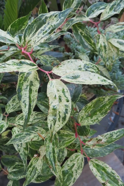 Rainbow Leucothoe (Drooping Fetterbush) - Leucothoe Fontanesiana - 6 Pack Of 1 Gallon Pots - Image 4