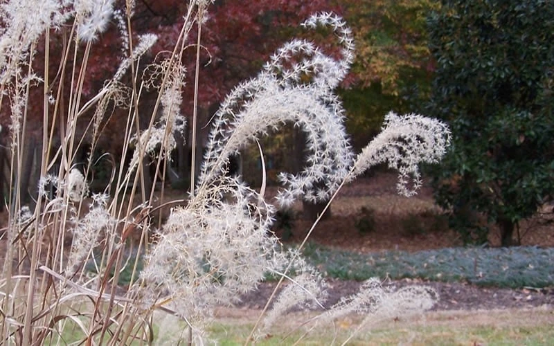 Little Zebra Grass - Miscanthus - 1 Gallon Pot - Image 7