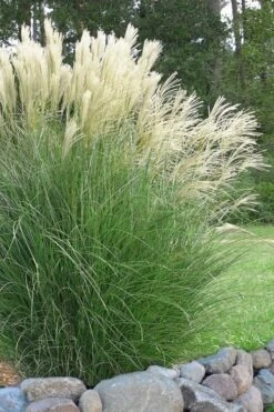 Maiden Grass - Miscanthus Sinensis 'Gracillimus' - 6 Pack Of 1 Gallon Pots