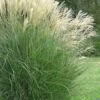 Maiden Grass - Miscanthus Sinensis 'Gracillimus' - 1 Gallon Pot