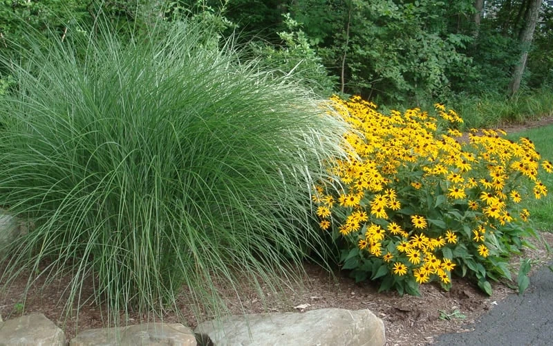 Maiden Grass - Miscanthus Sinensis 'Gracillimus' - 6 Pack Of 1 Gallon Pots - Image 6