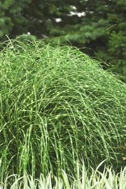 Little Zebra Grass - Miscanthus - 1 Gallon Pot