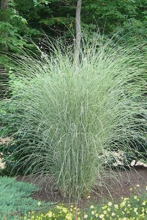 Morning Light Maiden Grass - Miscanthus Sinensis - 1 Gallon Pot