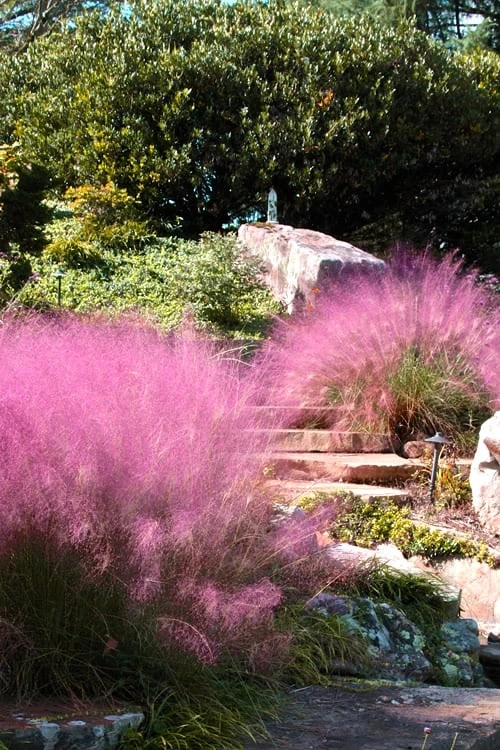 Pink Muhly Grass - Cotton Candy Grass - 6 Pack Of 1 Gallon Pots - Image 5